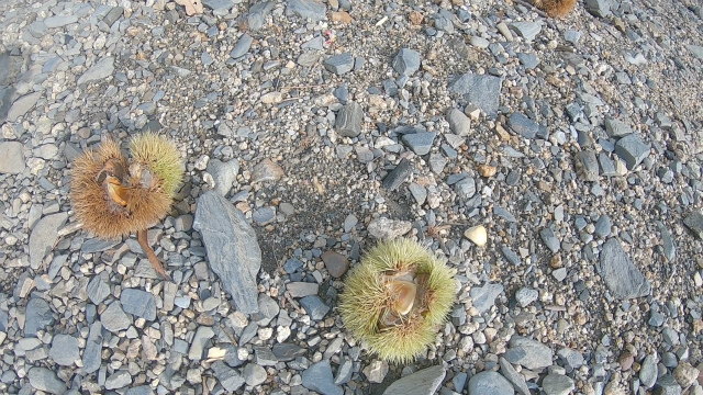 山城町森林公園の栗